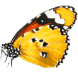 https://ezdog.ca/wp-content/uploads/2019/08/butterfly.png